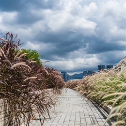 The weeping grasses softens the edges of the pathway and add character to the location.